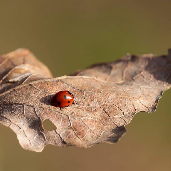 A është mëkat të biesh në dashuri?